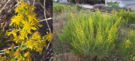 Dittrichia viscosa, une plante répandue dans tout le bassin méditerranéen, source de composés biologiquement actifs aux propriétés multiples : antiinflammatoire, antiseptique, antipyrétique et antioxydante. Dittrichia viscosa, une plante répandue dans tout le bassin méditerranéen, source de composés biologiquement actifs aux propriétés multiples : antiinflammatoire, antiseptique, antipyrétique et antioxydante.