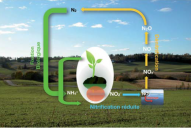 Cycle de l’azote avec réduction du « priming effect » et stockage accru du carbone dans le sol grâce aux exsudats et litières riches en azote.