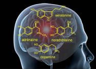 L’effet de l’activité physique sur le moral est dû à l’action de multiples neuromédiateurs cérébraux, molécules de la famille des monoamines.