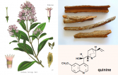 Cinchona calisaya - Franz Eugen Köhler (wikimedia) ; Écorce de quinquina (Cinchona officinalis) par H. Zell (CC BY-CA3.0, wikimedia) ; molécule de quinine (DR)