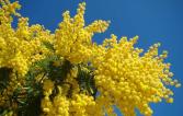 Mimosa © K'm / Wikimedia