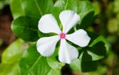 Catharanthus roseus, Vengolis, CC BY-SA 4.0, WikiMedia
