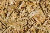 Sugar cane bagasse