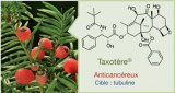 Exemples de substance naturelle bioactive : le taxotère® (docetaxel) est synthétisé à partir d’un composé qui se trouve dans les feuilles d’if (Taxus baccata)