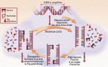 Principe de la PCR (« polymerase chain reaction »), technique d’amplification de l’ADN. DR