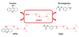 RPEL et MAG sont des molécules mixtes : en rajoutant à une molécule déjà active (MSBD) des sous-structures d’inhibiteur d’acétylcholinestérase, il a été possible d’envisager une molécule triple action. DR
