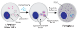 Mécanisme d’action de la salinomycine et de son dérivé l’ironomycine sur les cellules cancéreuses mésenchymateuses : mort cellulaire par ferroptose. ROS = « Reactive Oxygen Species. DR