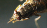 La mouche Tsé-Tsé est vecteur de la maladie du sommeil. DR