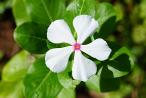 Catharanthus roseus, Vengolis, CC BY-SA 4.0, WikiMedia