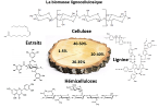 Principaux polymères biosourcés présents dans le bois. Crédit : Nathalie Marlin