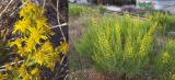 Dittrichia viscosa, une plante répandue dans tout le bassin méditerranéen, source de composés biologiquement actifs aux propriétés multiples : antiinflammatoire, antiseptique, antipyrétique et antioxydante. Dittrichia viscosa, une plante répandue dans tout le bassin méditerranéen, source de composés biologiquement actifs aux propriétés multiples : antiinflammatoire, antiseptique, antipyrétique et antioxydante.