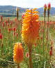 Fleur de Kniphofia, dont le nectar était un ingrédient « magique » de la gamme Prestige de Dior. Fleur de Kniphofia, dont le nectar était un ingrédient « magique » de la gamme Prestige de Dior.