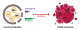 Apoptose des cellules cancéreuses induite par les levures. DR.