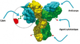 Schéma général d’un immunoconjugué (« antibodydrug conjugate »). DR.