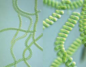 cyanobactérie : Spirulina platensis cyanobactérie : Spirulina platensis