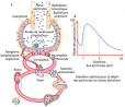 Voies de biodistribution des nanoparticules administrées au niveau pulmonaire : A) lorsque des nanoparticules sont administrées au niveau pulmonaire, en fonction de leur taille, elles vont soit rester au niveau pulmonaire soit passer au niveau sanguin ; B) les particules de petite taille sont captées et restent localisées au niveau bronchique ou alvéolaire.