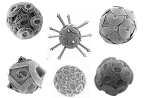 Quelques exemples de coccolites. Les disques sont formés de nanocristaux de calcite qui s’assemblent pour former la coccosphère protégeant l’algue des agressions extérieures. DR.