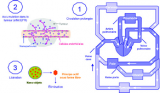 Transport et libération du principe actif : 1) l’appareil cardiovasculaire permet notamment le transport des nanoparticules dans l’organisme ; 2) les nanoparticules circulent dans les capillaires sanguins et diffusent au sein d’une tumeur dans le but de libérer un principe actif ; 3) la molécule encapsulée dans un nanotransporteur doit-être libérée pour pouvoir être active. DR.