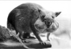 Les « rats de Gambie » peuvent être utilisés pour le diagnostic de la tuberculose. © DR Les « rats de Gambie » peuvent être utilisés pour le diagnostic de la tuberculose.
