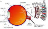 Structure de l’oeil avec une coupe de la rétine. © DR Structure de l’oeil avec une coupe de la rétine.