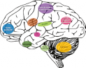 La transmission et l’intégration du message de douleur implique une série de centres nerveux dont le fonctionnement peut être modifié en situation de douleur pathologique du fait de la neuroplasticité. © DR La transmission et l’intégration du message de douleur implique une série de centres nerveux dont le fonctionnement peut être modifié en situation de douleur pathologique du fait de la neuroplasticité.
