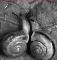 Un couple d'escargots, à gauche le "dextre", à droite le "senestre" rarissime