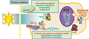 Plusieurs stratégies sont envisageables pour se protéger du stress oxydant causé par les rayonnements du soleil. Il s’agit d’associer des approches complémentaires pour être encore plus efficace.