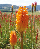 Fleur de Kniphofia, dont le nectar était un ingrédient « magique » de la gamme Prestige de Dior.