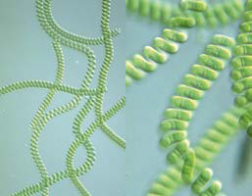 cyanobactérie : Spirulina platensis