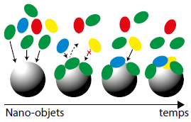 Représentation de l’effet corona : les (macro)molécules dans les milieux biologiques et dans l’environnement s’adsorbent sur les nano-objets.