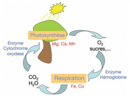 Le cycle d’interdépendance entre organisme vivant et nature, entre respiration et photosynthèse : il n’y a pas de vie sans métaux !