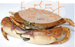 La carapace de crustacés tels que le crabe est un matériau hybride constitué de chitine (partie organique, en orange) et de carbonate de calcium CaCO3 (partie minérale).