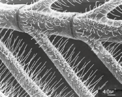 Détail d’une branche d’antenne du Bombyx du murier. La surface des antennes est recouverte de poils cuticulaires : les sensilles.