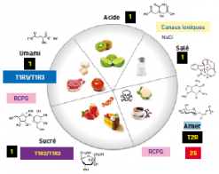 Récapitulatif des saveurs et détecteurs associés aux types d’aliments.