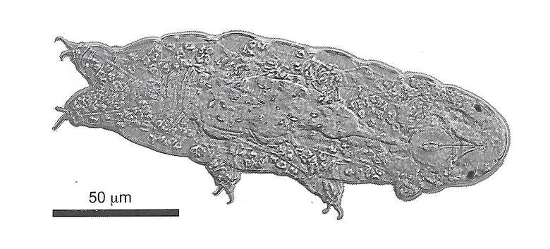 Tardigrade. image : S. Galas