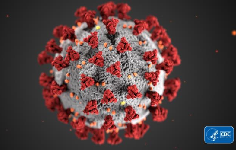 L'image d'illustration, réalisée par Centers for Disease Control and Prevention (CDC), révèle la morphologie des coronavirus.