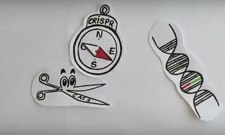  Manipulation génétique : des ciseaux moléculaires à double tranchant
