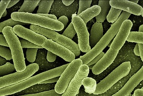 Image par Gerd Altmann / Pixabay Zoom sur les bactéries et les antibactériens