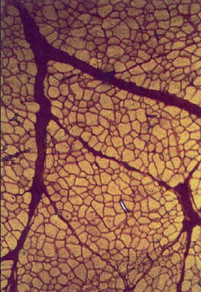 © M. Lacour, INRA Theix © M. Lacour, INRA Theix
