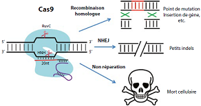 Outils CRISPR pour étudier et combattre les bactéries pathogènes Outils CRISPR pour étudier et combattre les bactéries pathogènes