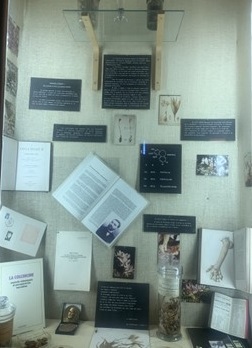 Vitrine dédiée à la Colchicine et à Alfred Houdé, au Musée F. Tillequin de la Faculté de Pharmacie de l’Université Paris Cité. Photo Suzelle Reinhardt (2025) 
