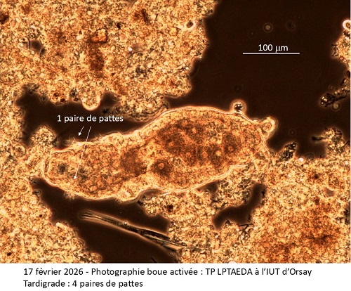 Photographie boue activée : TP LPTAEDA à l’IUT d’Orsay Tardigrade : 4 paires de pattes