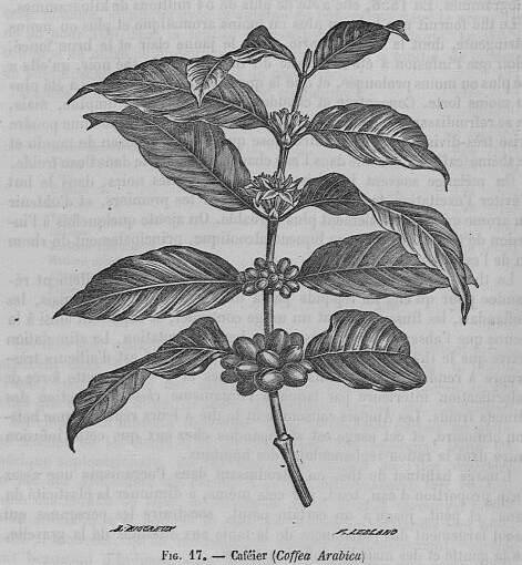 Fig. 17 : Caféier - Nouveau dictionnaire de médecine de chirurgie pratiques, illustré de figures intercalées dans le texte, sous la direction du Dr Jaccoud. Tome 5. BUI Santé