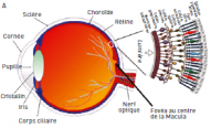Structure de l’oeil avec une coupe de la rétine.