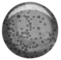 Cellules chlorelle