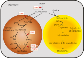 Deux types de mélanine : l’eumélanine (à gauche en marron) photoprotectrice et la phéomélanine (à droite en jaune-orange) phototoxique.
