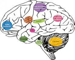 La transmission et l’intégration du message de douleur implique une série de centres nerveux dont le fonctionnement peut être modifié en situation de douleur pathologique du fait de la neuroplasticité.